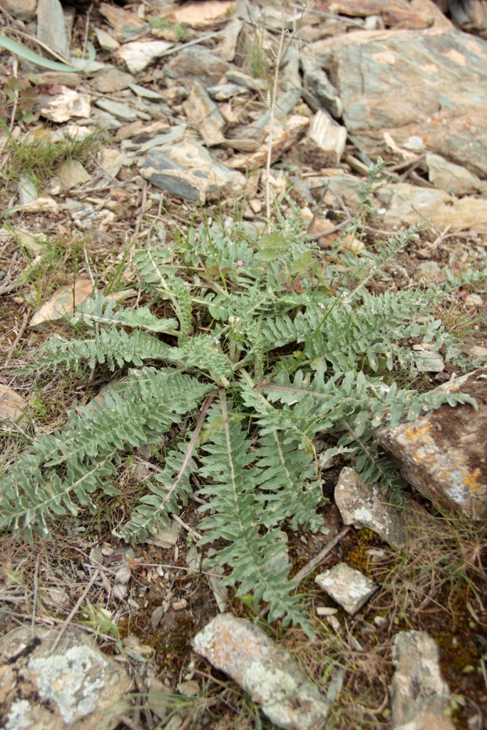 Image of Cousinia korolkowii specimen.