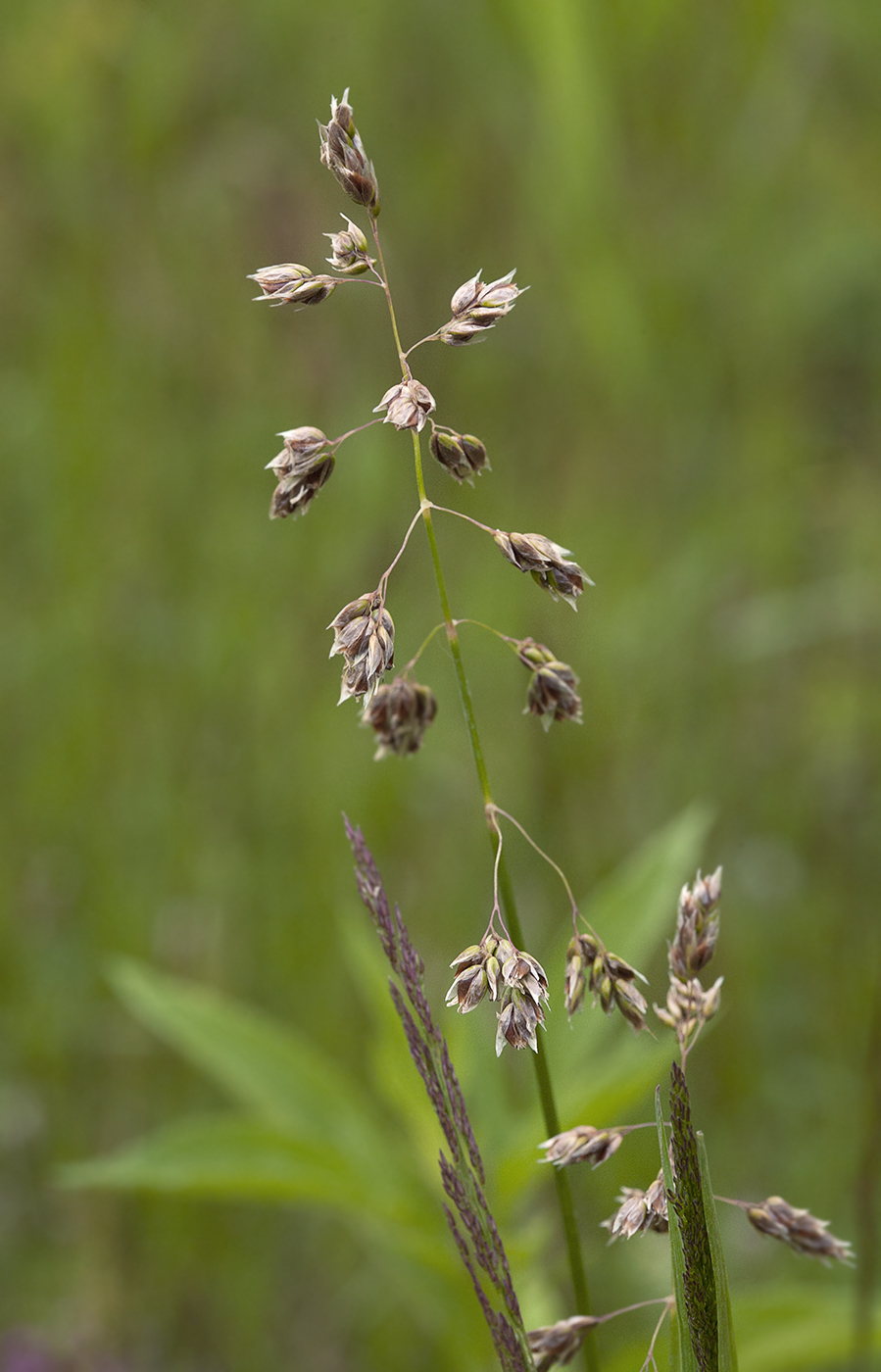 Изображение особи Hierochloe sachalinensis.