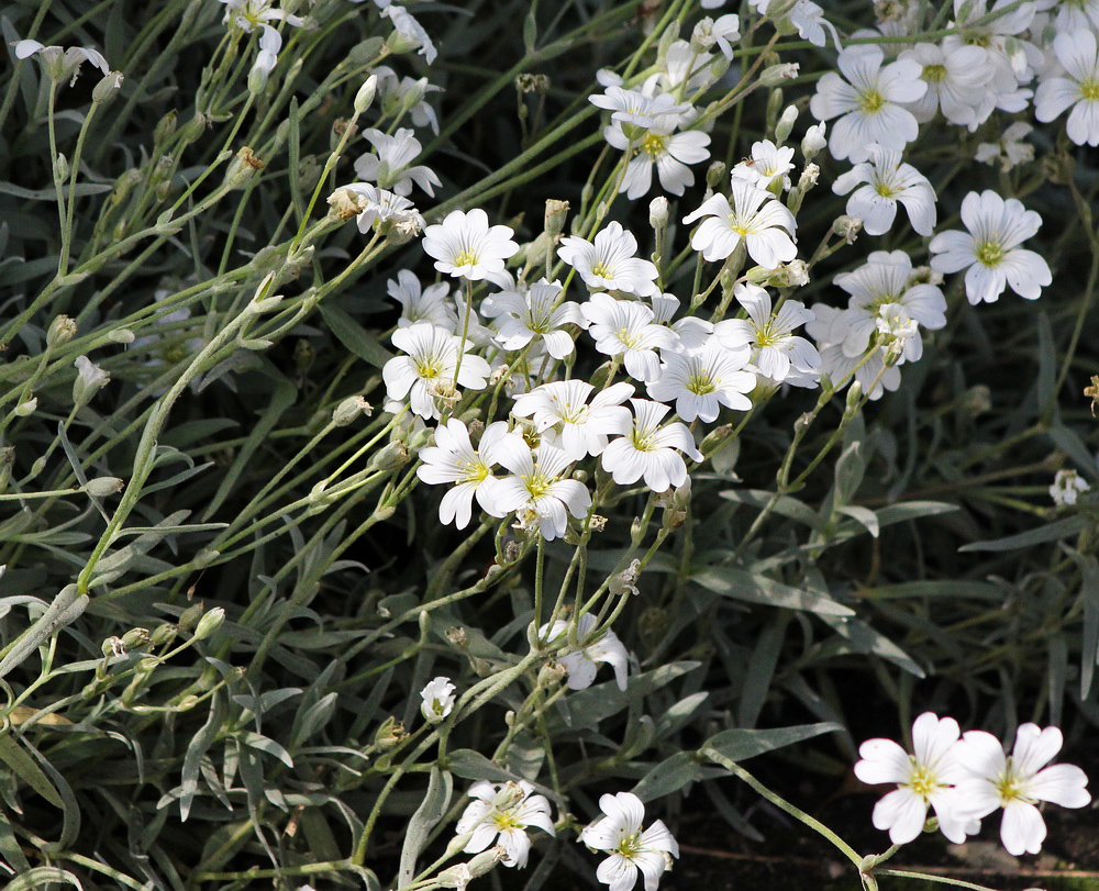 Image of Cerastium argenteum specimen.