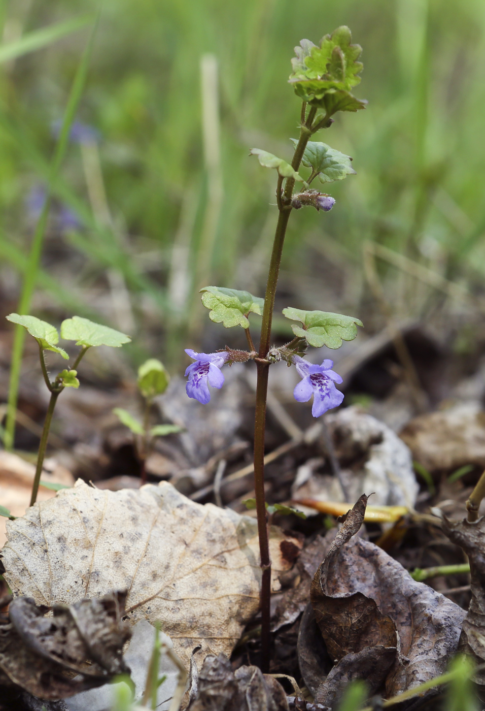 Image of Glechoma hederacea specimen.