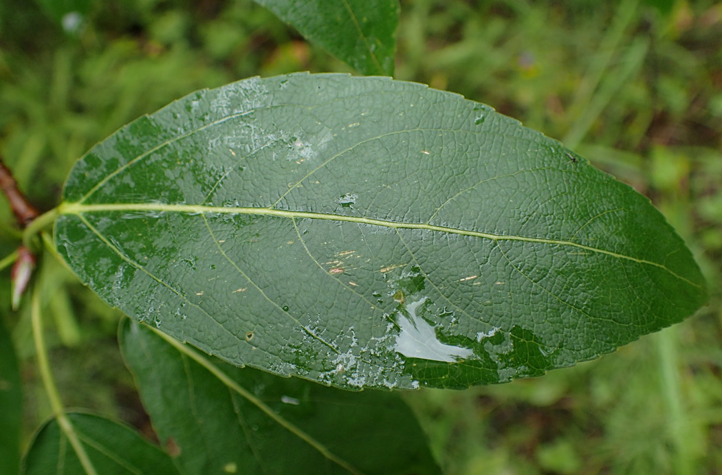 Image of Populus suaveolens specimen.