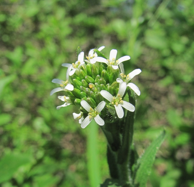 Image of Arabis sagittata specimen.