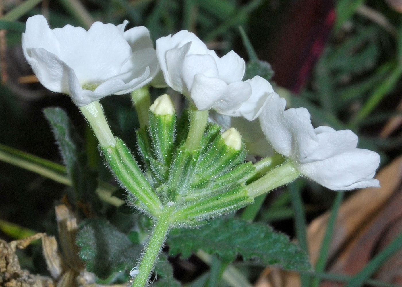 Image of Glandularia &times; hybrida specimen.