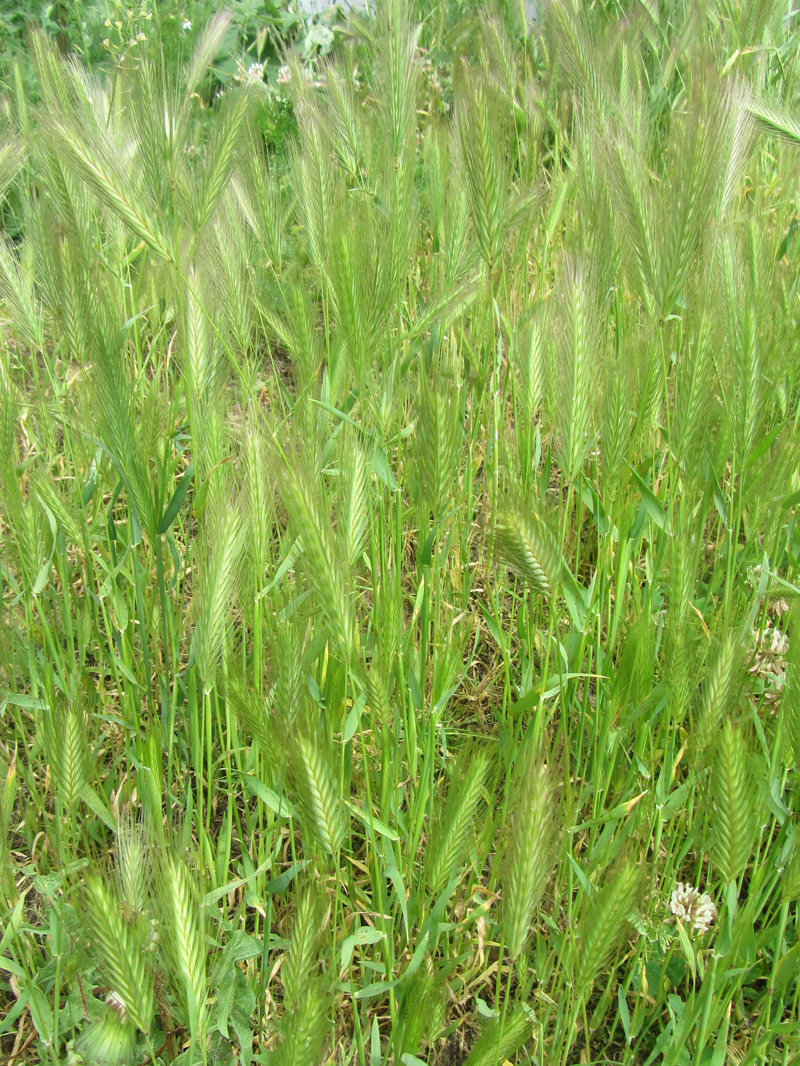 Image of Hordeum murinum specimen.