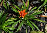 Guzmania