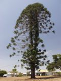 Araucaria bidwillii. Взрослое дерево. Австралия, северо-восточный Квинсленд, дер. Юнгаберра, в озеленении. Конец сухого сезона (сезон gurreng). 06.10.2009.