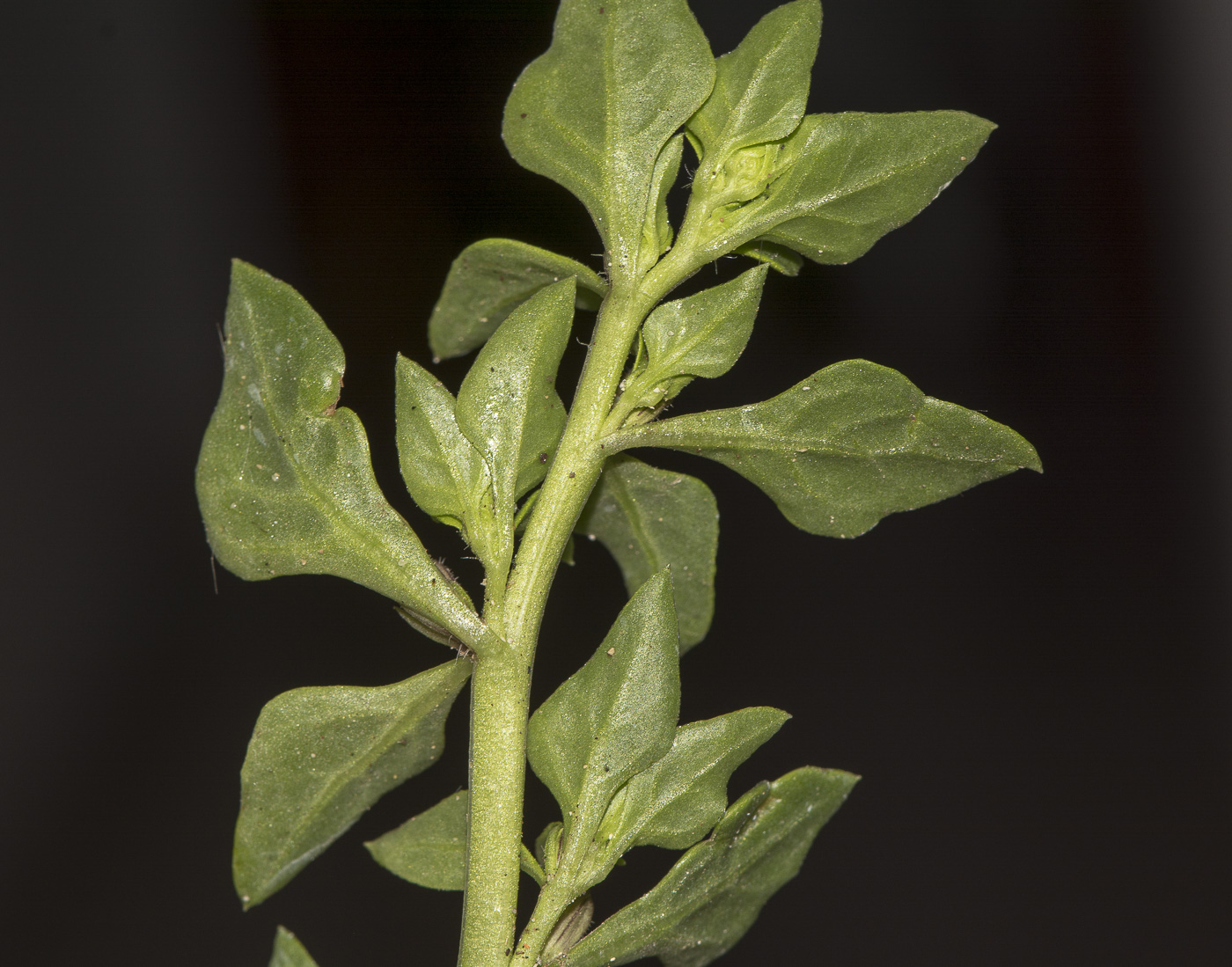 Image of Sclerophylax spinescens specimen.