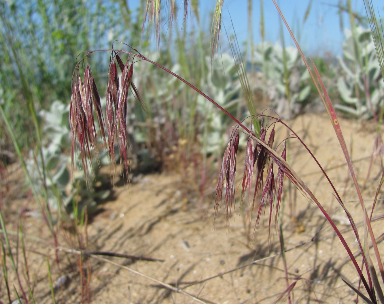 Image of Anisantha tectorum specimen.