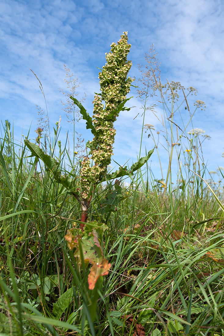 Изображение особи Rumex longifolius.