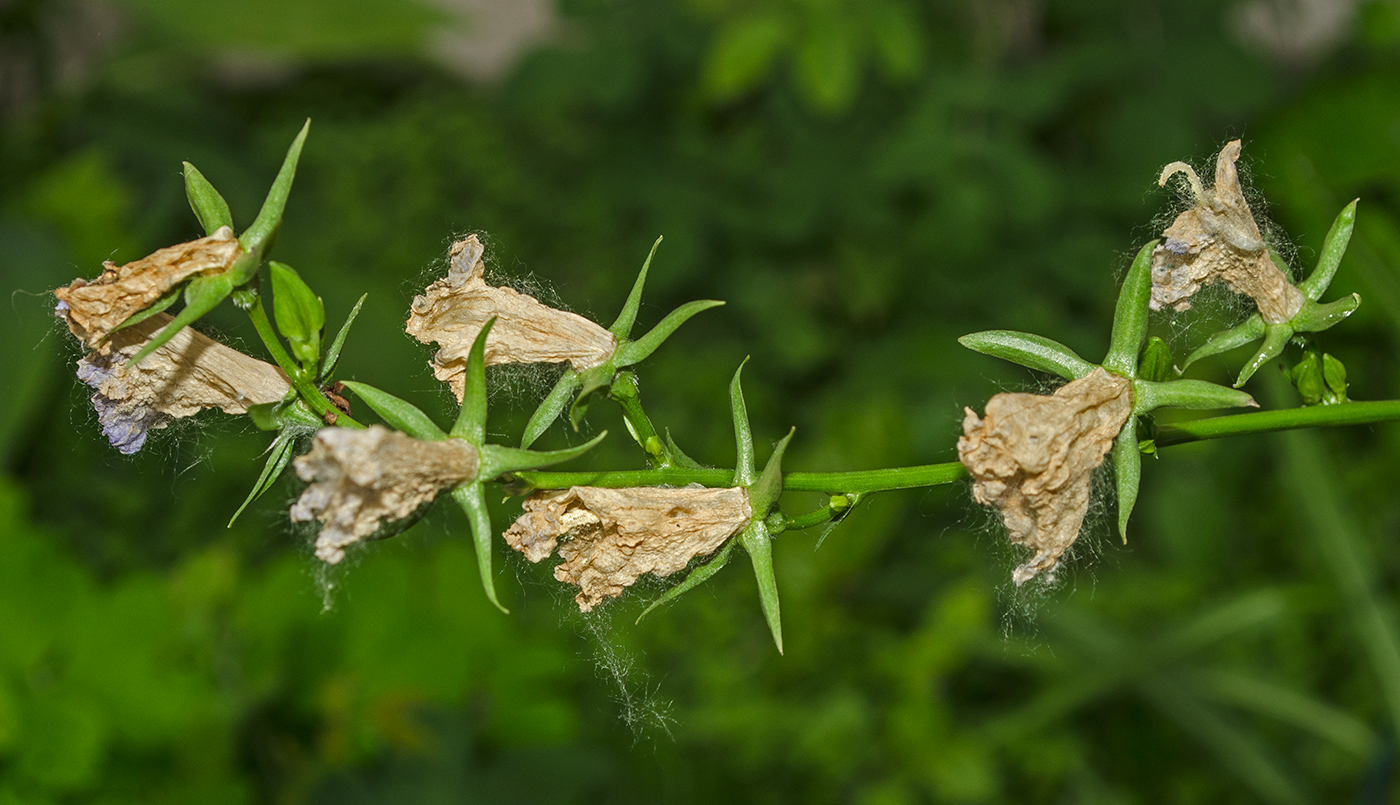 Изображение особи Campanula persicifolia.