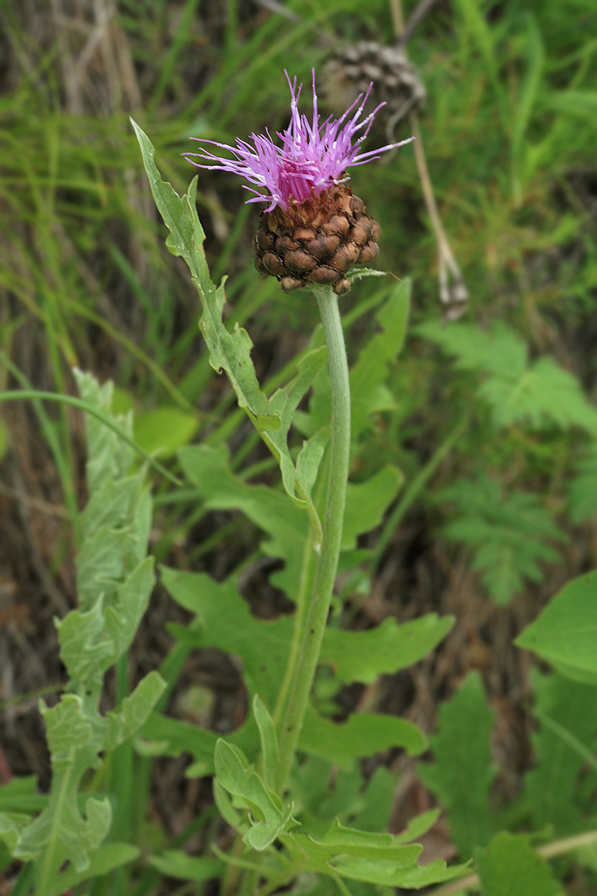 Image of Stemmacantha uniflora specimen.