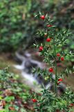 Ruscus aculeatus