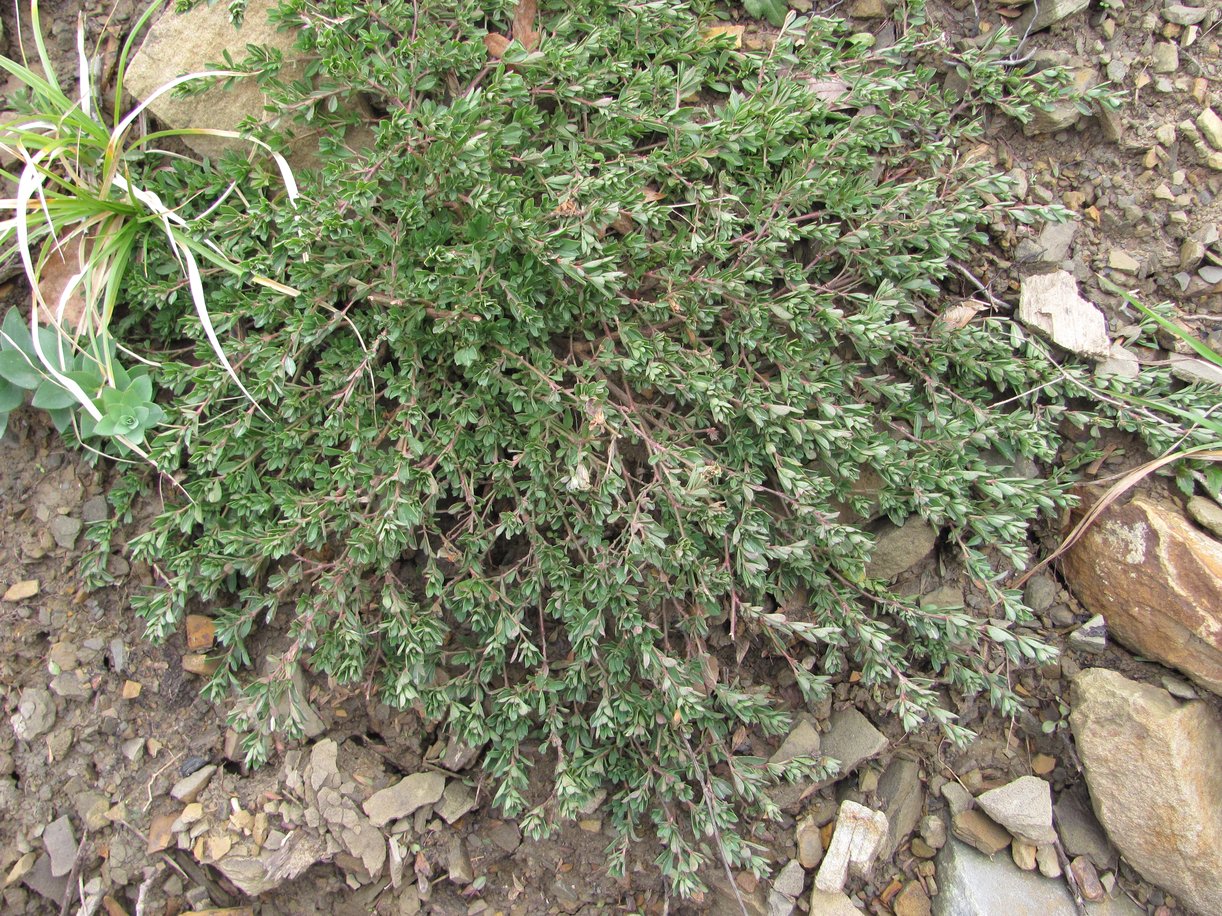 Image of familia Fabaceae specimen.