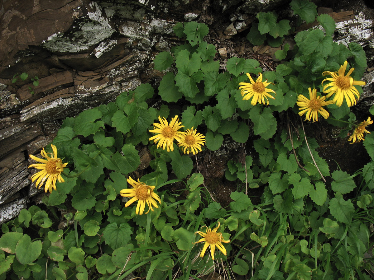 Изображение особи Doronicum carpaticum.