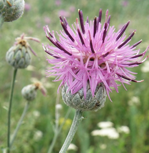 Изображение особи Centaurea adpressa.