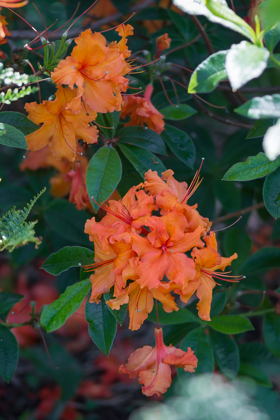 Изображение особи род Rhododendron.