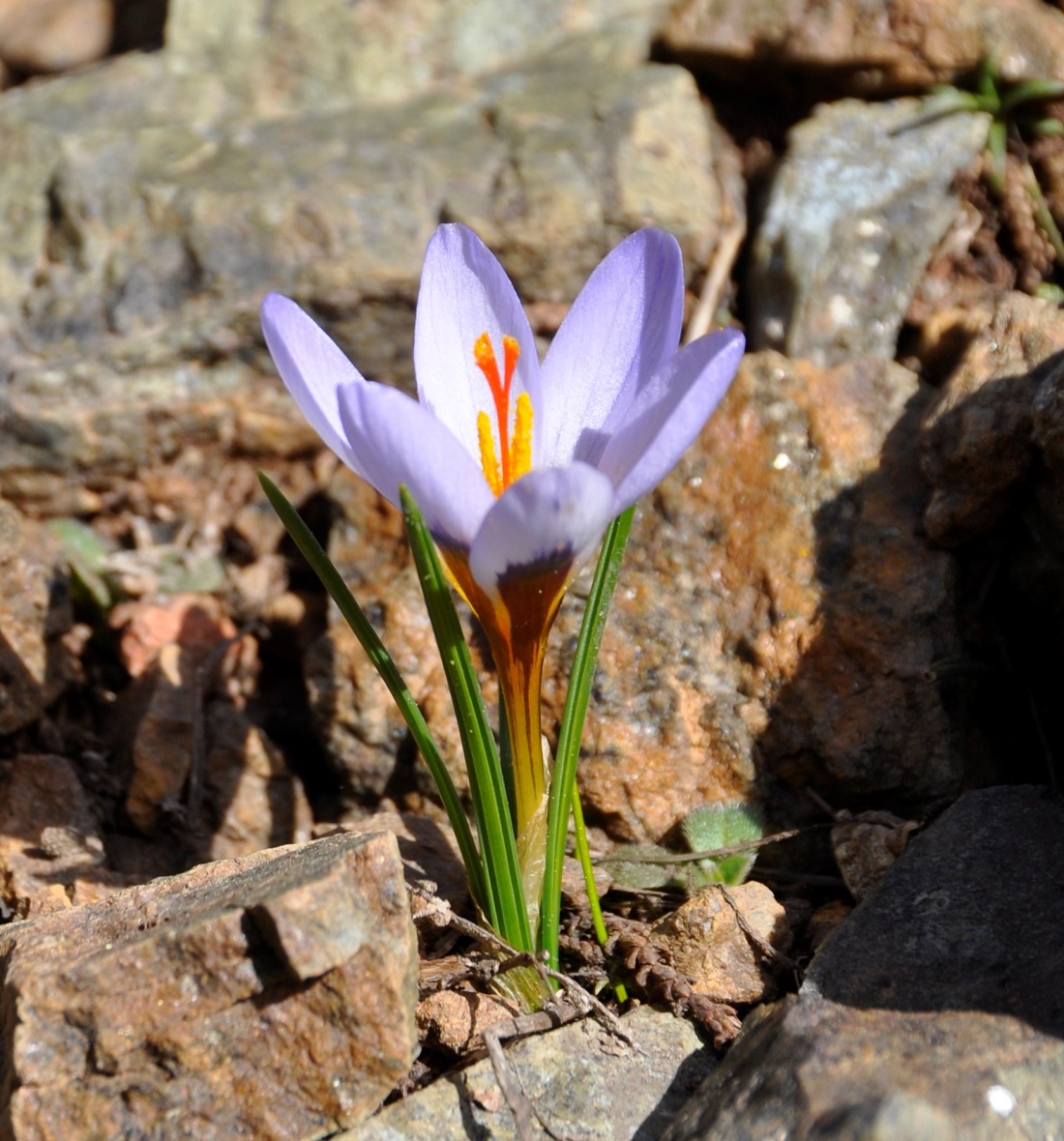 Image of Crocus cyprius specimen.