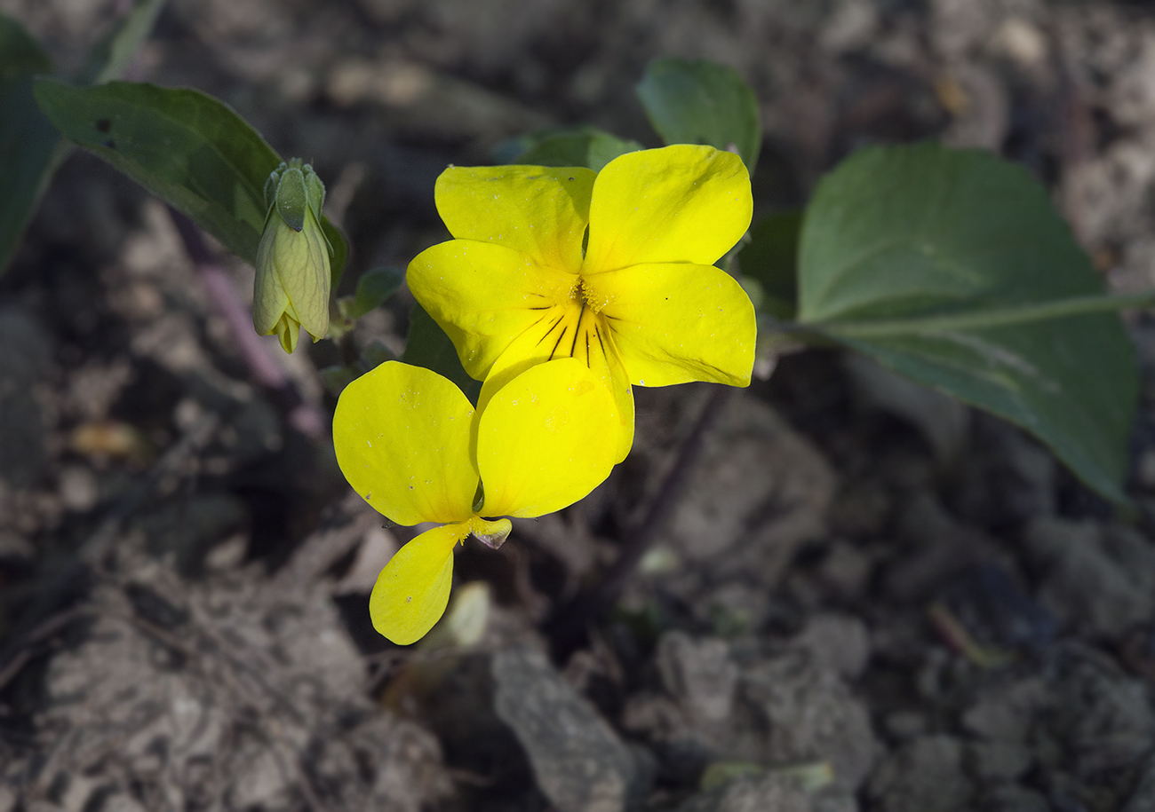 Image of Viola orientalis specimen.