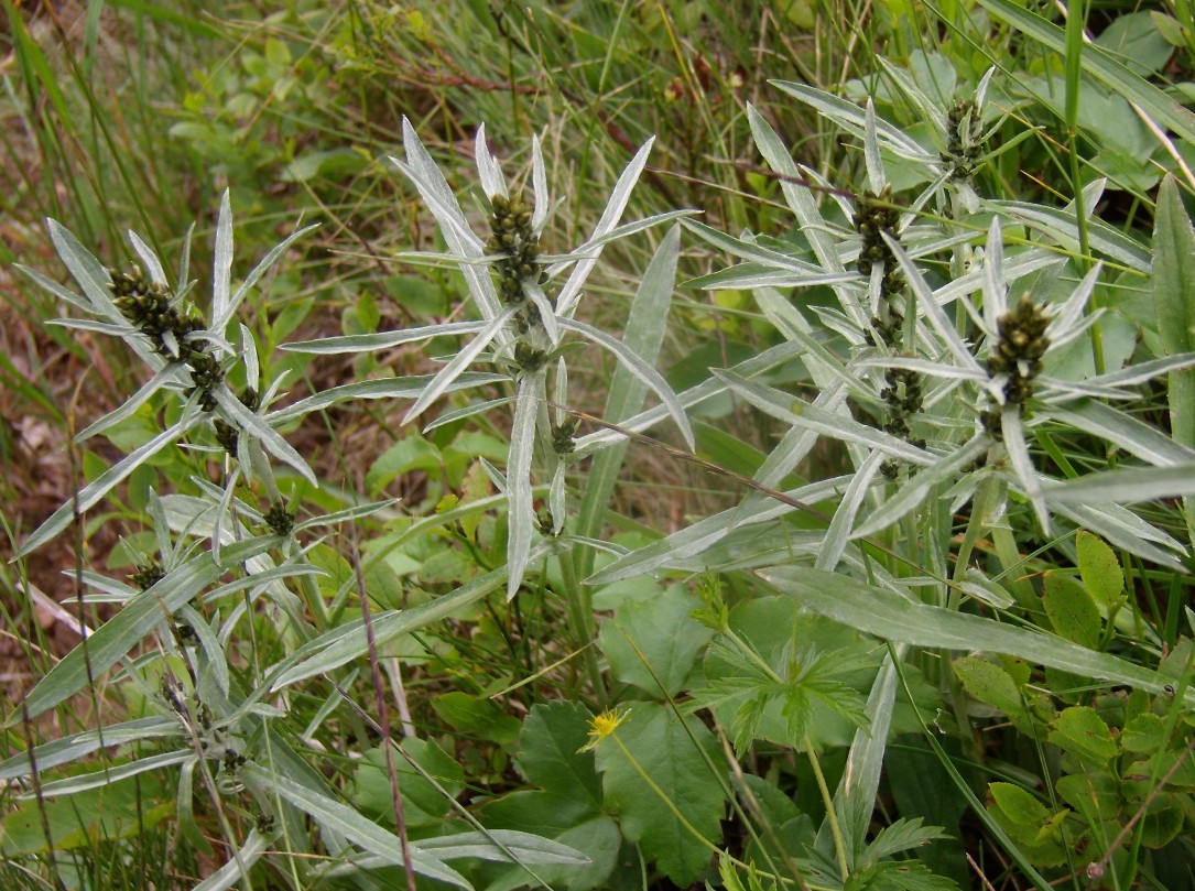 Image of Omalotheca norvegica specimen.