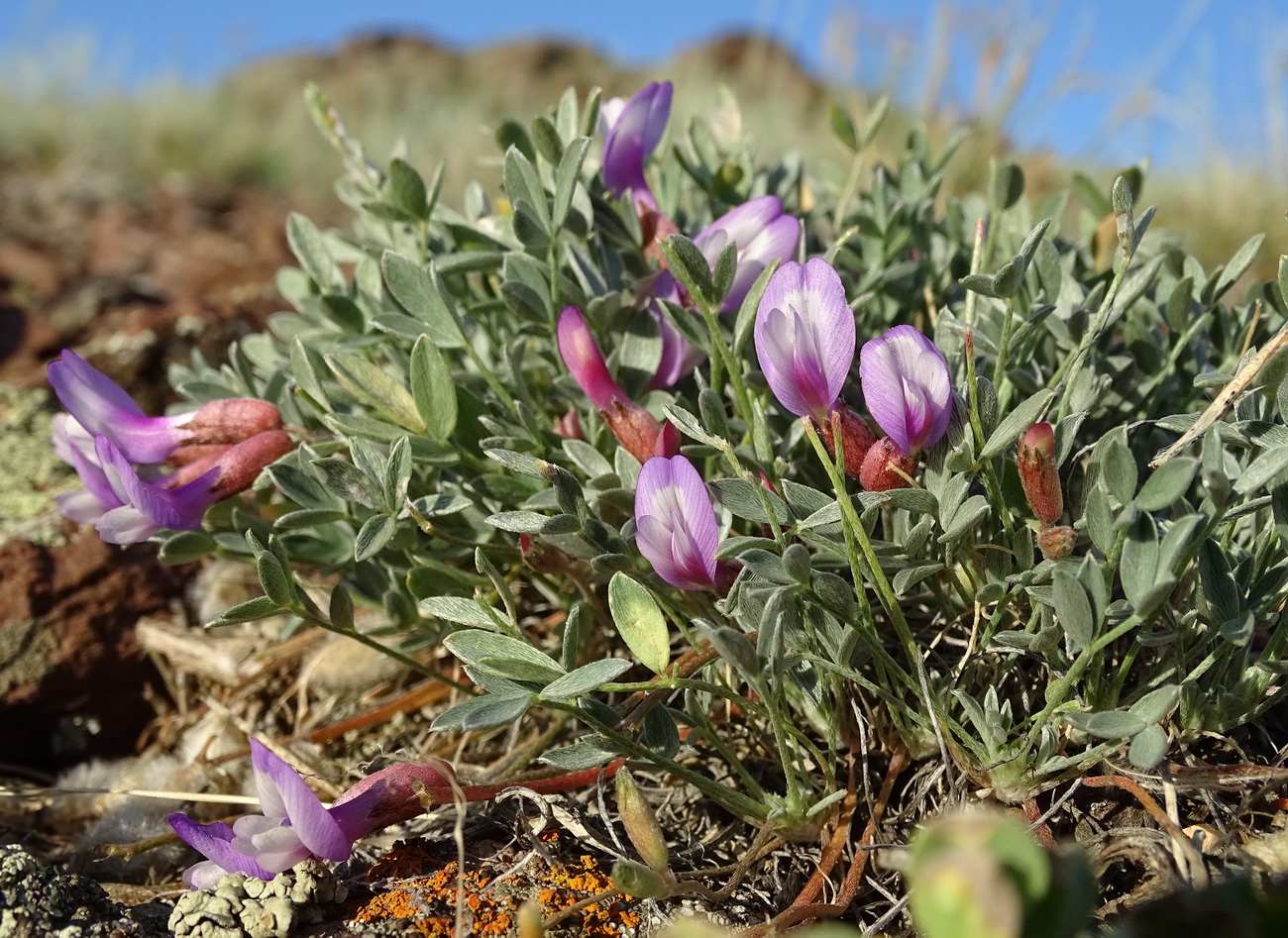 Image of Astragalus kasachstanicus ssp. coloratus specimen.