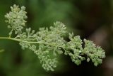 Lepidium latifolium