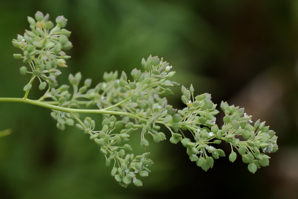 Изображение особи Lepidium latifolium.