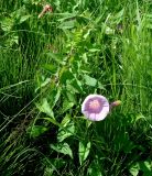 Calystegia spectabilis. Цветущее растение. Иркутская обл, Слюдянский р-н, окр. пос. Култук, долина р. Култучная, луг. 17.07.2019.