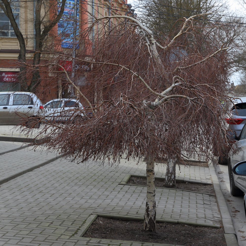 Image of genus Betula specimen.