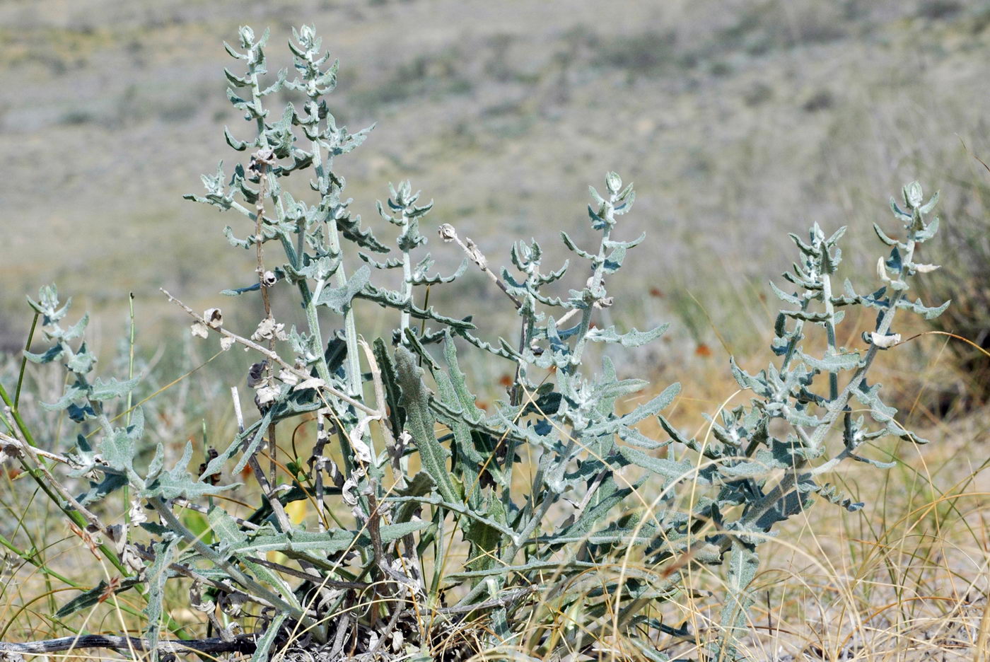 Image of Jurinea derderioides specimen.