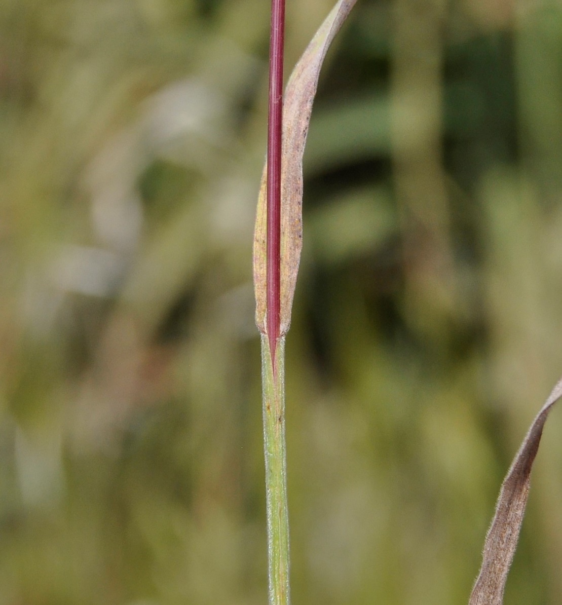 Image of Anisantha rubens specimen.