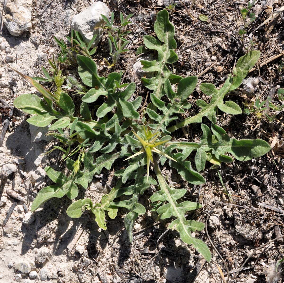 Image of Centaurea hyalolepis specimen.