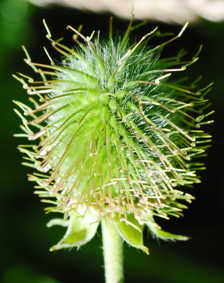 Image of Geum aleppicum specimen.