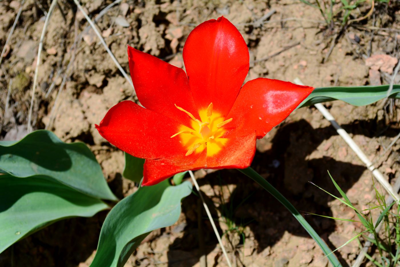 Изображение особи Tulipa vvedenskyi.