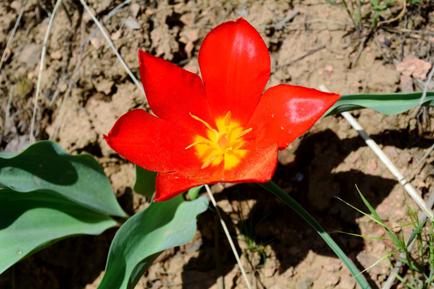 Image of Tulipa vvedenskyi specimen.