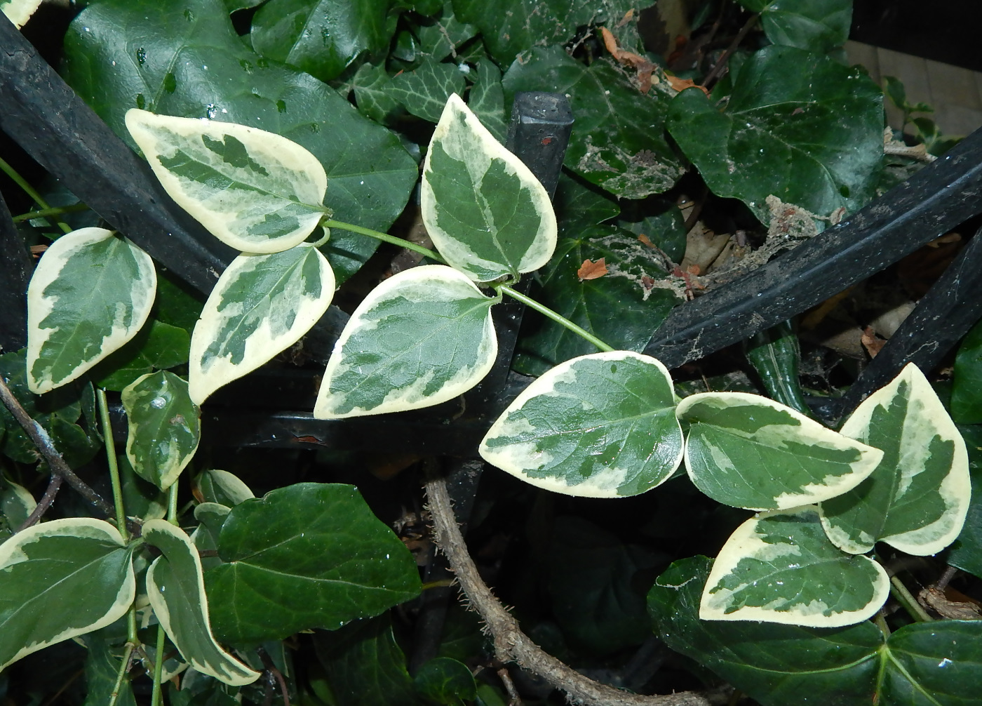 Image of Vinca major specimen.