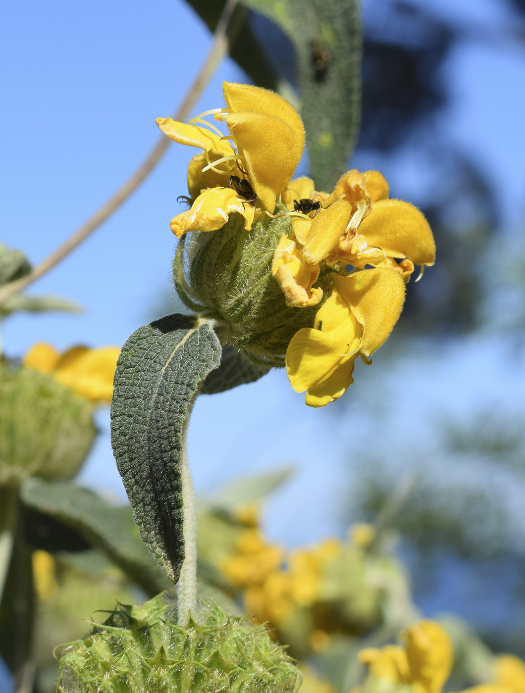 Image of Phlomis floccosa specimen.