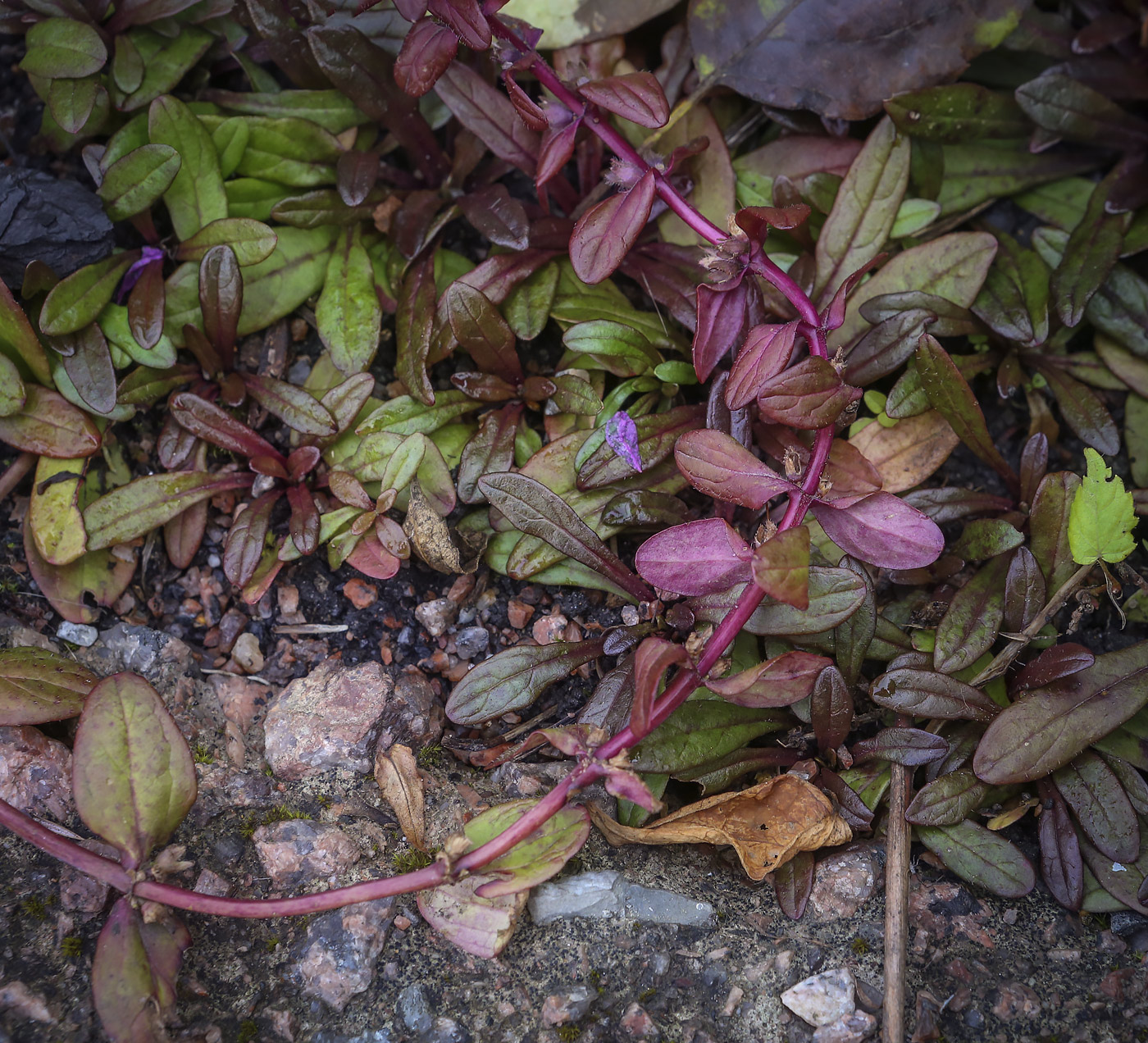 Image of Ajuga reptans specimen.