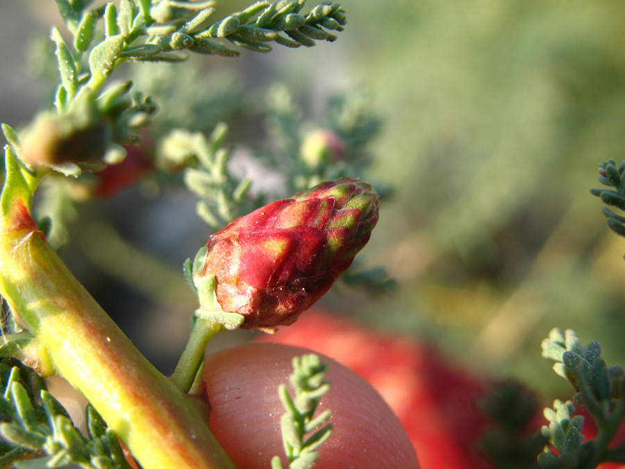 Image of Myricaria bracteata specimen.