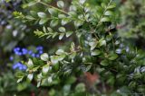 Buxus colchica