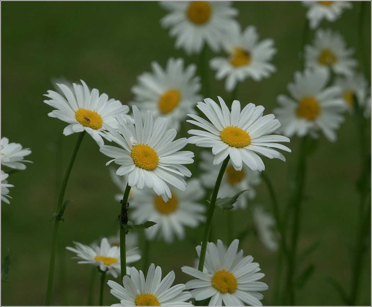 Изображение особи Leucanthemum ircutianum.