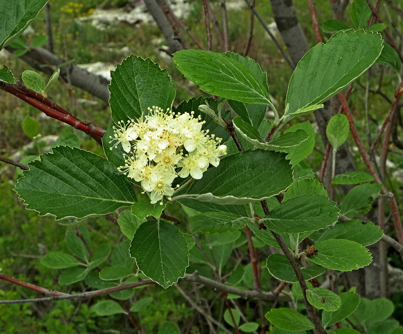 Image of Sorbus taurica specimen.