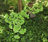 Ginkgo biloba. Верхушка веточки. Израиль, Шарон, г. Тель-Авив, ботанический сад тропических растений. 02.05.2016.