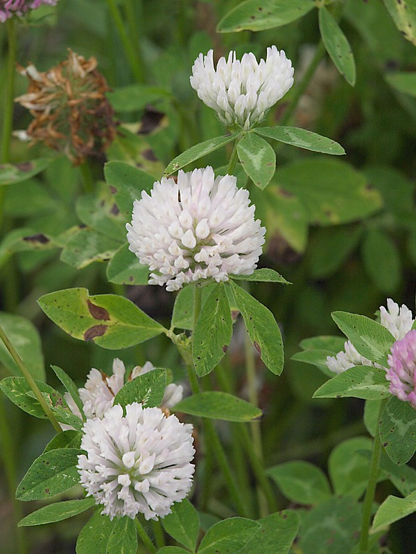 Image of Trifolium pratense specimen.