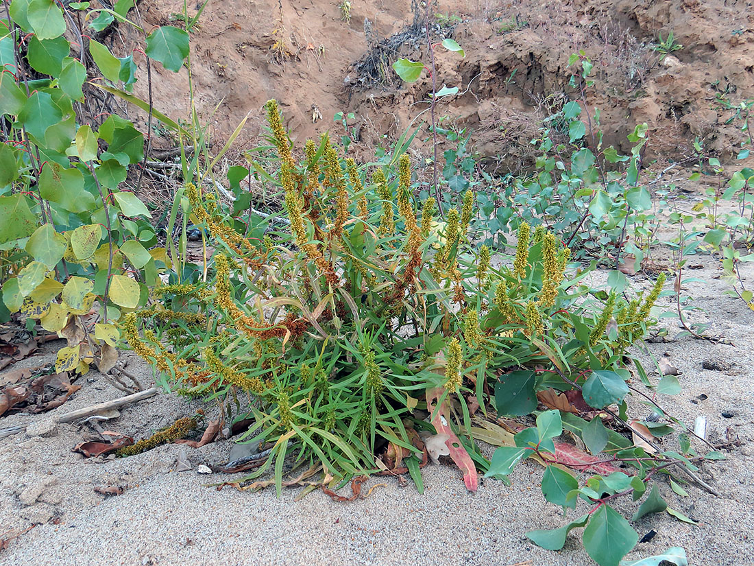 Image of Rumex maritimus specimen.