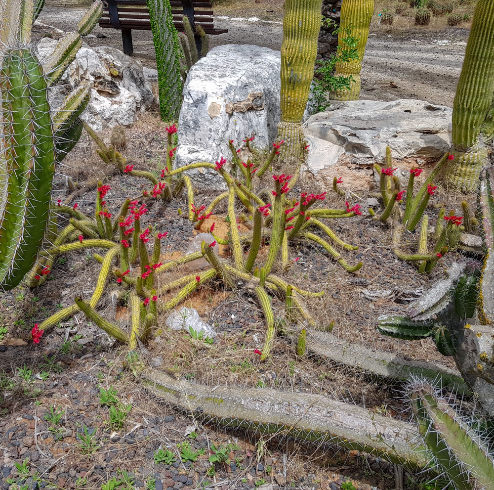 Image of Borzicactus samaipatanus specimen.