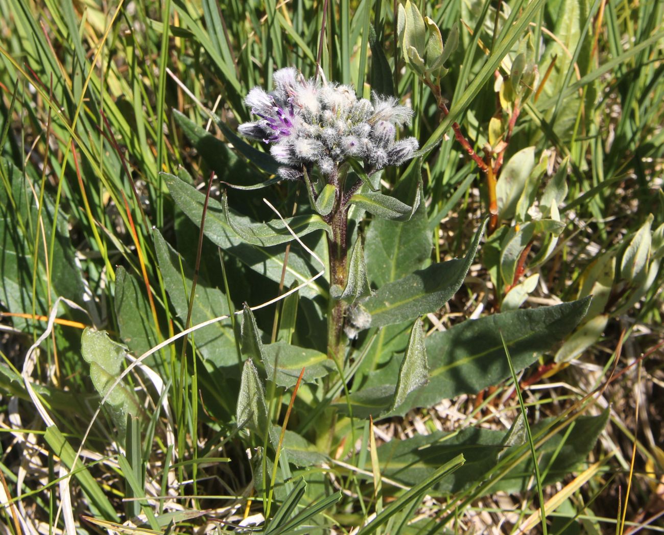 Image of Saussurea subacaulis specimen.