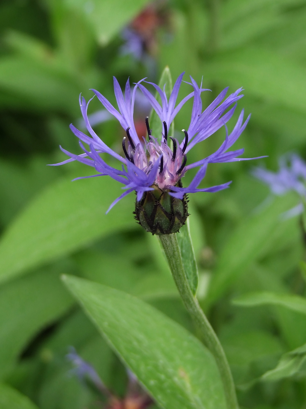 Изображение особи Centaurea montana.