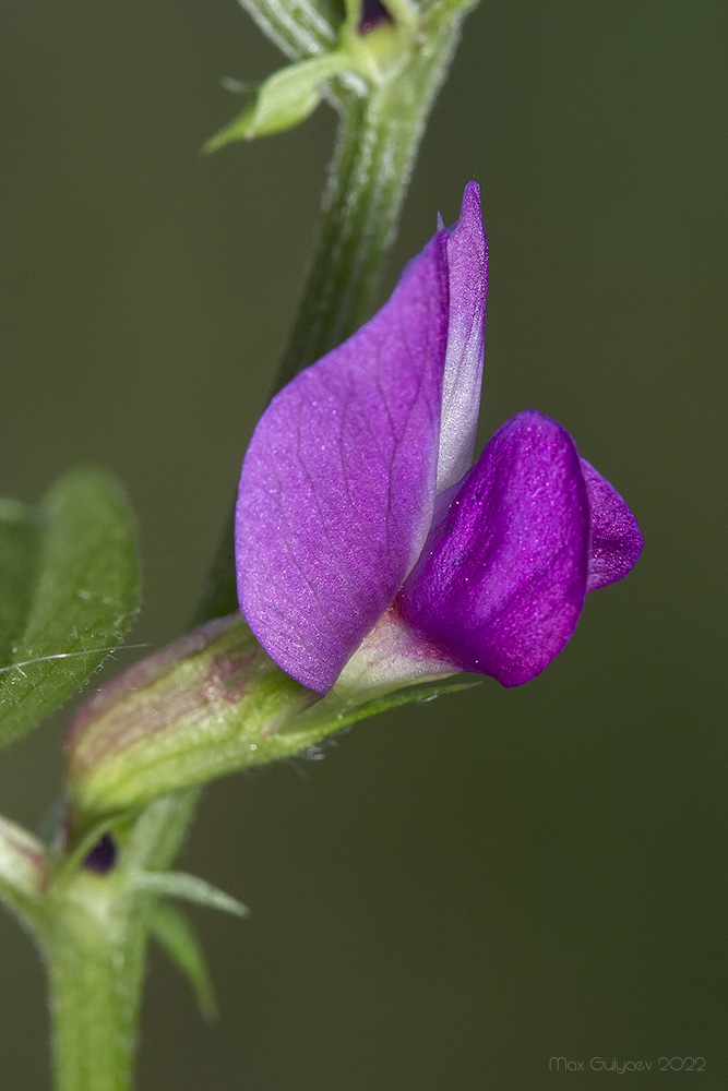 Image of Vicia angustifolia specimen.