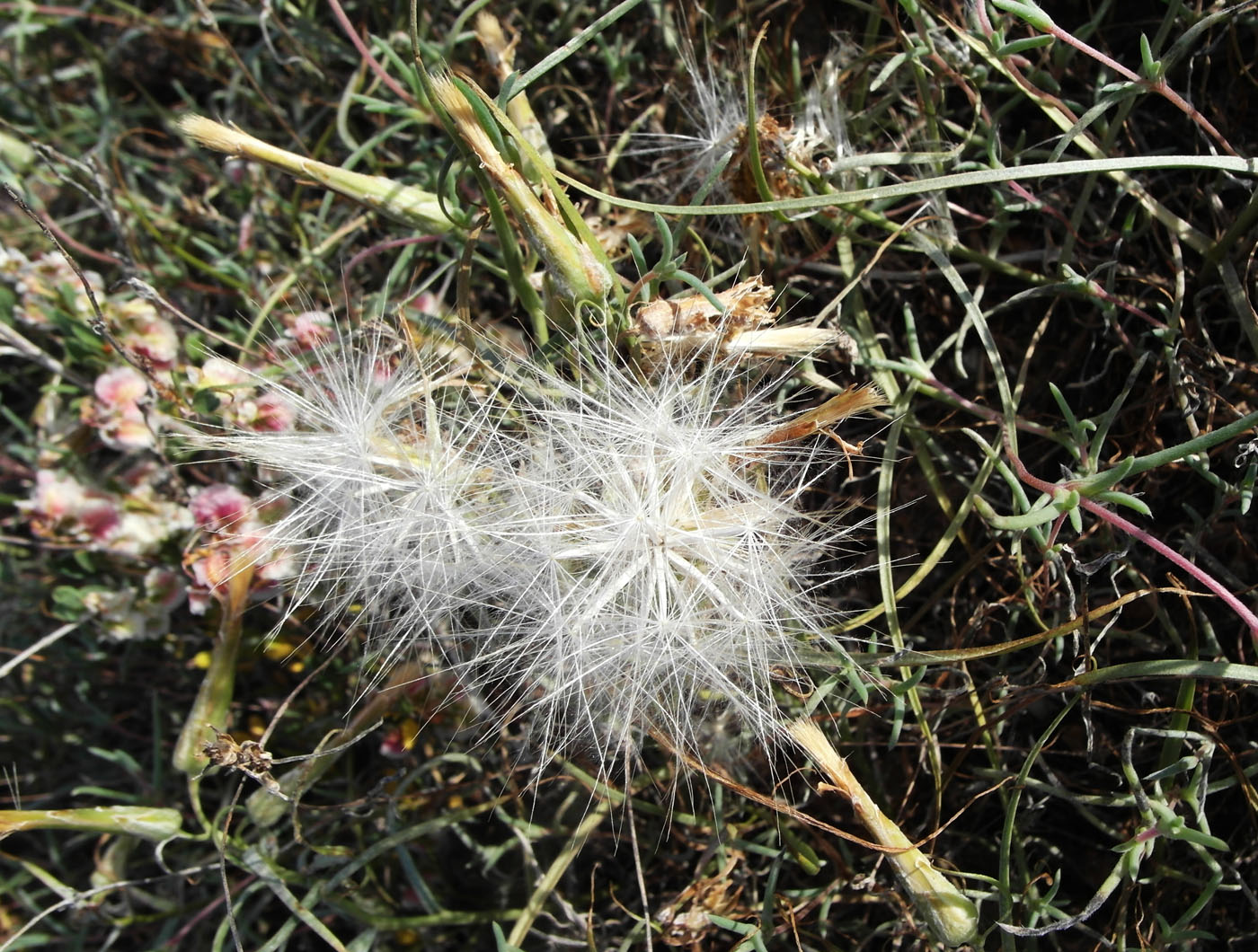 Image of Takhtajaniantha pusilla specimen.