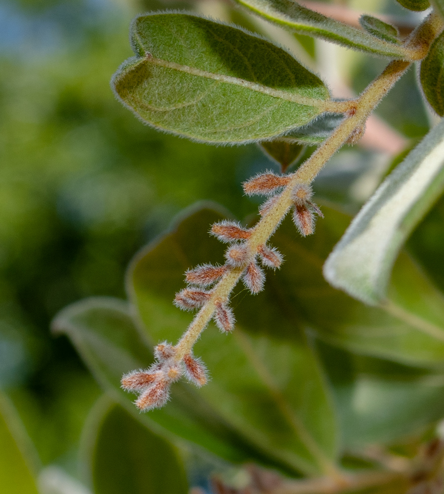 Image of Combretum molle specimen.